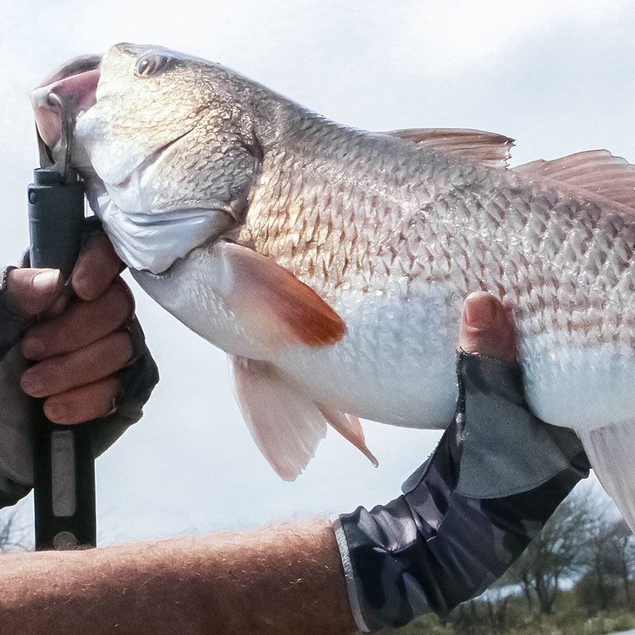 Two Must-Fish Baits For Redfish