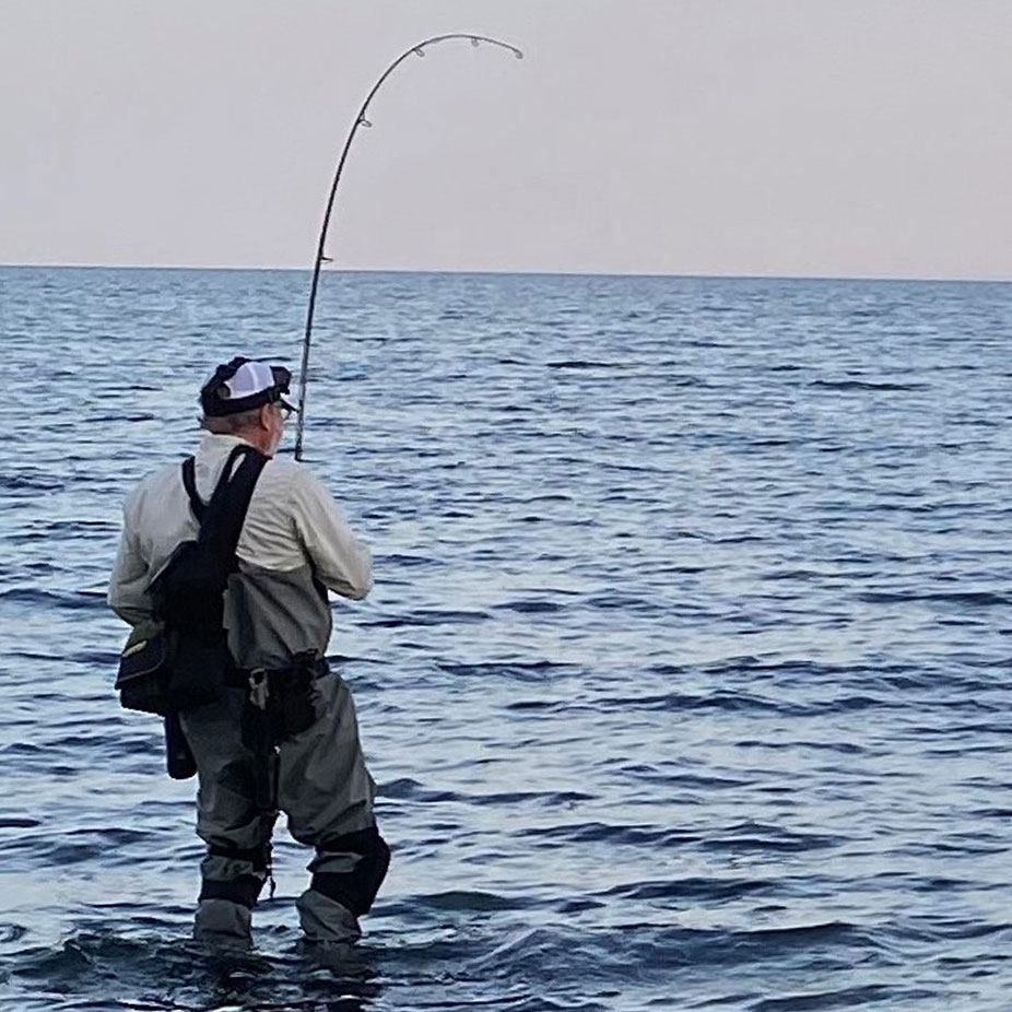 The Allure of the Shore for NE Striped Bass