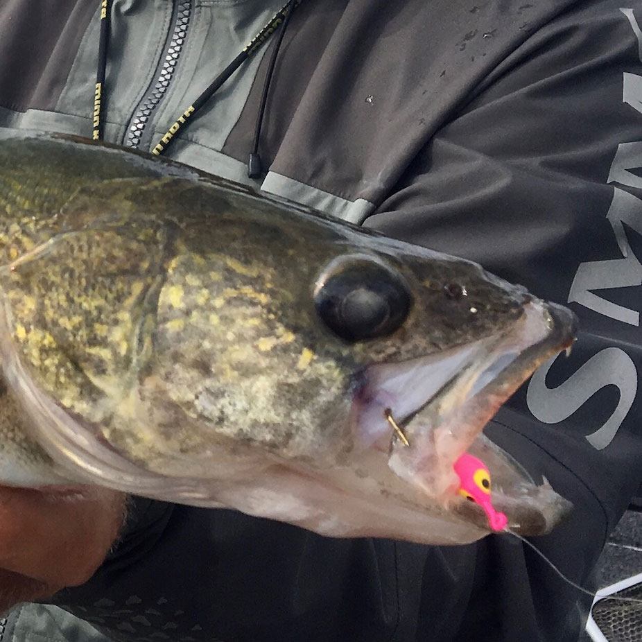 Walleyes in the Weeds