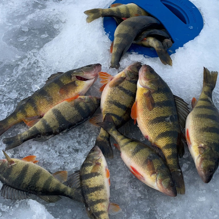 Casting the Mississippi River for JUMBO Perch! 