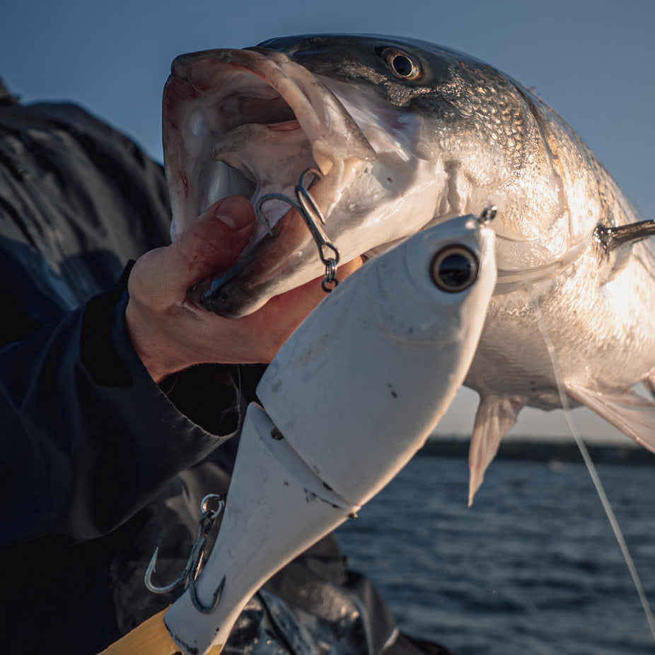 Targeting Stripers with Glide Baits