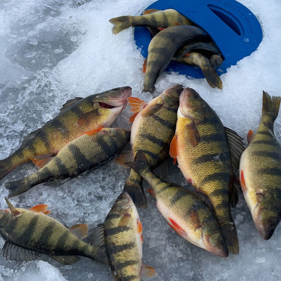 Gear Essentials for Panfish