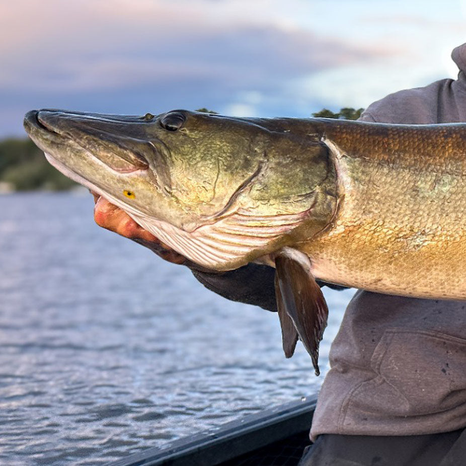 Muskie – Two Perspectives on an Apex Predator